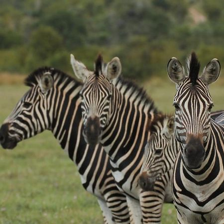 Idube Game Reserve Резерват Саби Сенд Гейм Екстериор снимка