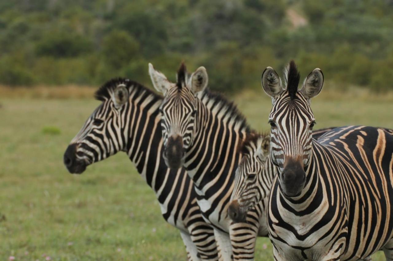 Idube Game Reserve Резерват Саби Сенд Гейм Екстериор снимка